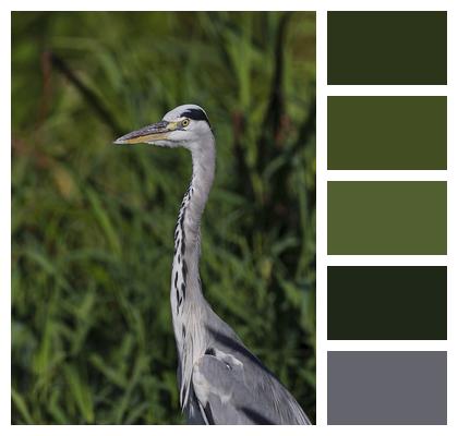 Reeds Grey Heron Heron Image